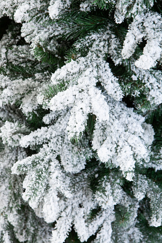 Ель АМАТИ в снегу 210 см. . Фото 3