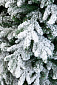Ель АМАТИ в снегу 210 см. . Навигационное фото 3