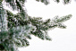 Ель ШОТЛАНДИЯ в снегу 180 см. Навигационное фото 3