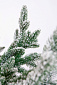 Ель ШОТЛАНДИЯ в снегу 180 см. Навигационное фото 4