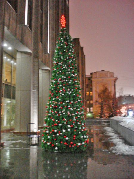 Сосна каркас. ВИКТОРИЯ зауженная (леска), зел.,9м