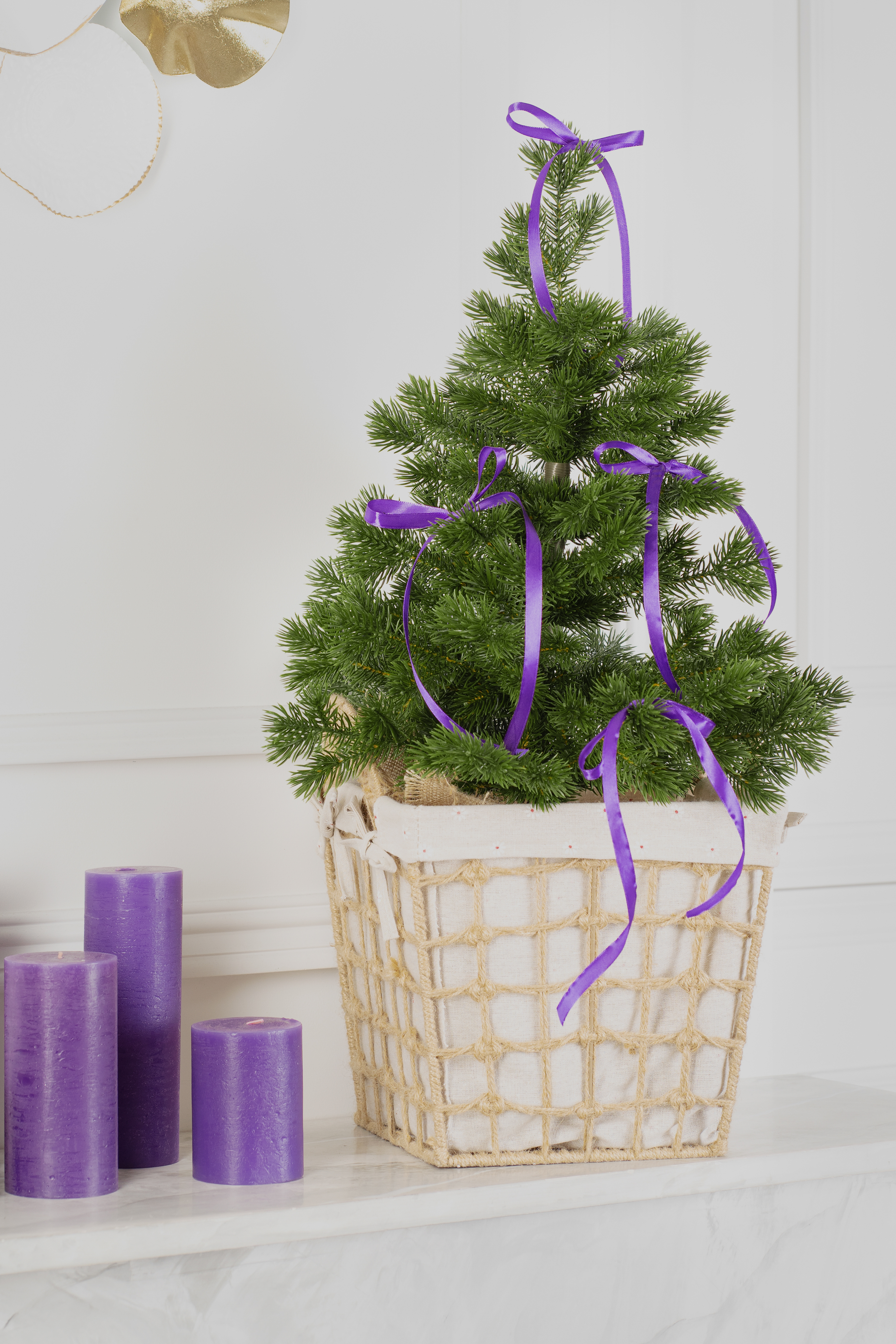 Ель МЕТЕЛИЦА