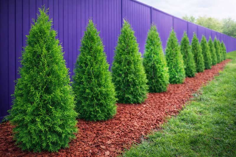 Искусственные туи: вечнозеленая классика для вашего пространства