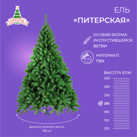 Ель ПИТЕРСКАЯ зеленая