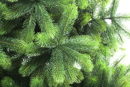 Сосна ШВЕЙЦАРСКАЯ