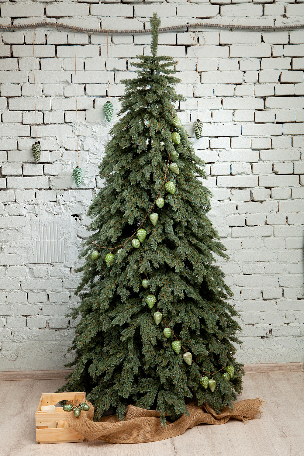 Ель ЭМИЛИ серо-голубая