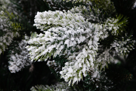 Ель ГАРДА заснеженная