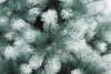 Сосна ШВЕЙЦАРСКАЯ снежная