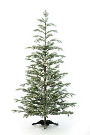 Ель БОЛЬЕРИ в снегу