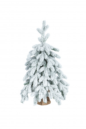 Ель ЭМИЛИ зеленая в снегу