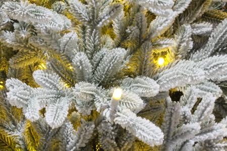 Ель Вега с освещением заснеженная