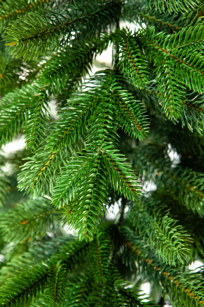 Ель АНДОРРА