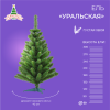 Ель УРАЛЬСКАЯ Стройная 60см