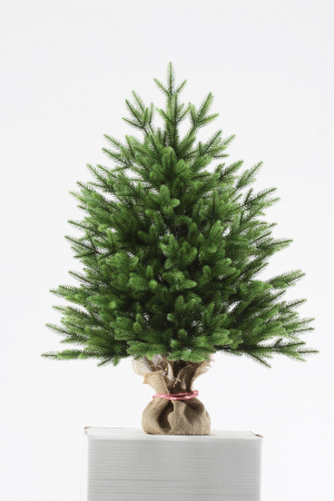 Ель Юлия Премиум