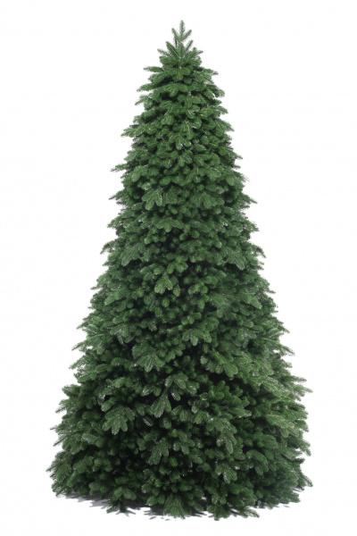 Ель ПАУЛИСТА