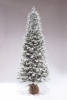 Ель Николь Заснеженная 210 см