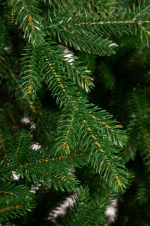 Ель БАЛКАНСКАЯ