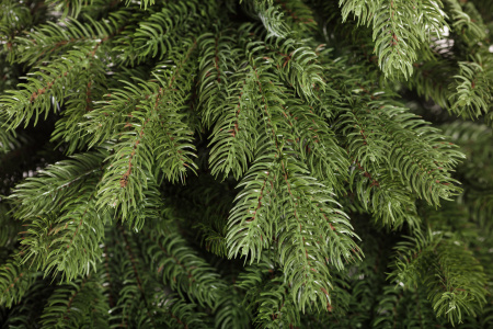 Ель ЭМИЛИ зеленая