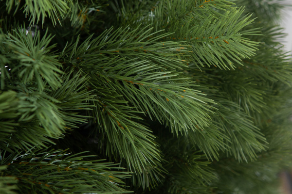 Сосна ВИРДЖИНИЯ