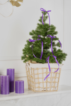 Ель МЕТЕЛИЦА