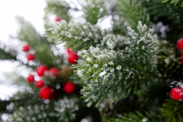 Ель ЛАКИ заснеженная с ягодами