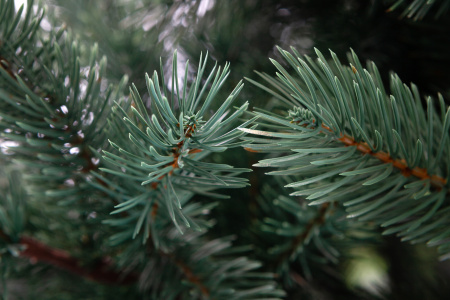 Сосна ХИЛТОН зелено-голубая