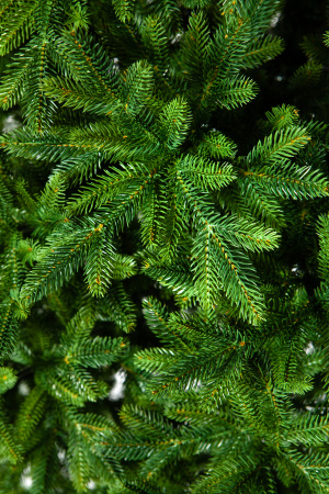 Ель ТРИУМФ с вплетенной гирляндой