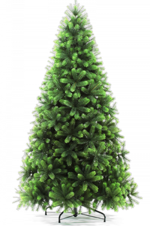 Сосна ШВЕЙЦАРСКАЯ