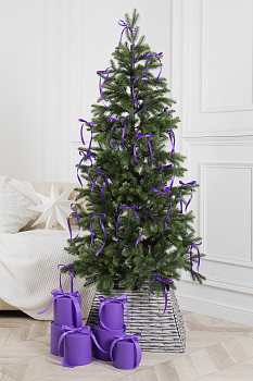 Ель МАГДАЛЕНА