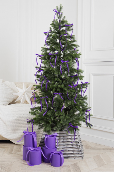 Ель МАГДАЛЕНА