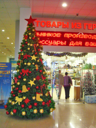 Сосна ствольная  хвоя-леска "Люкс"