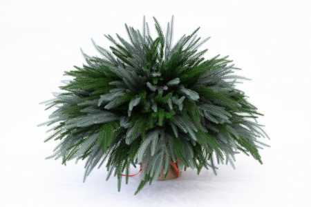 Искусственная Туя складчатая с голубым кончиком