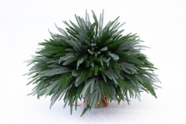 Искусственная Туя складчатая с голубым кончиком 55 см