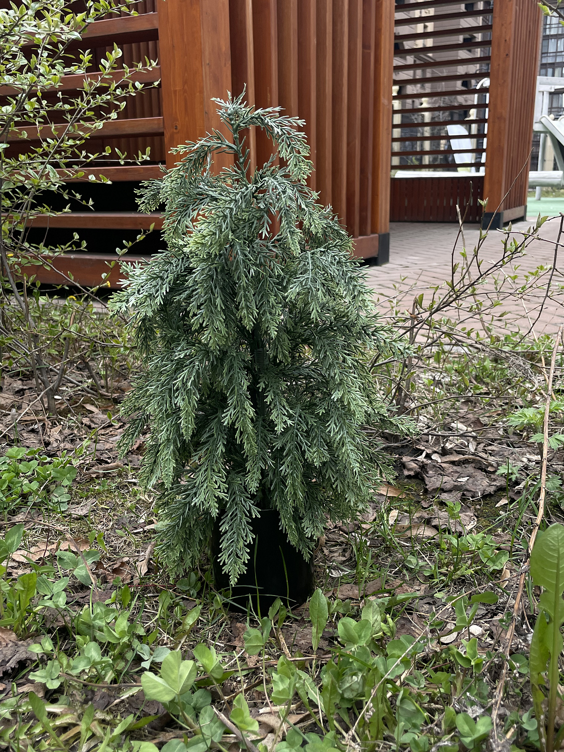 Туя 48 см в пластиковом горшке