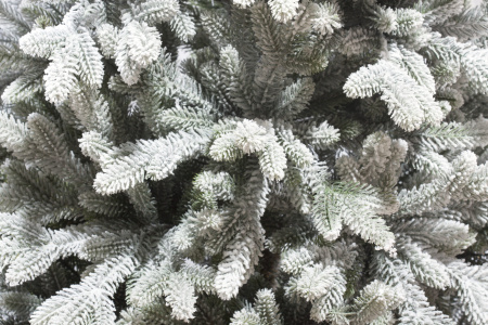 Николь Заснеженная