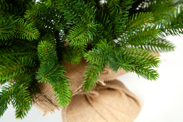 Ель ТРИУМФ с вплетенной гирляндой