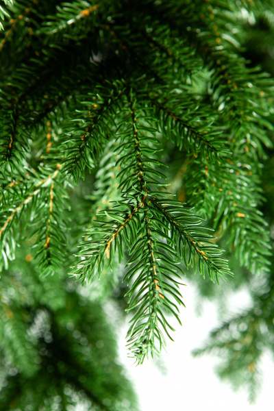 Ель ВЕРСАЛЬСКИЕ ОГНИ