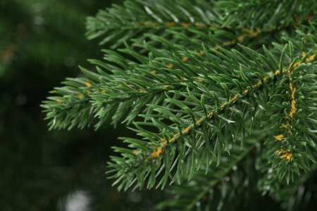 Ель Престиж