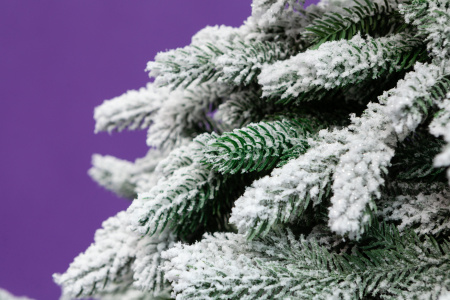 Ель ЭМИЛИ зеленая в снегу