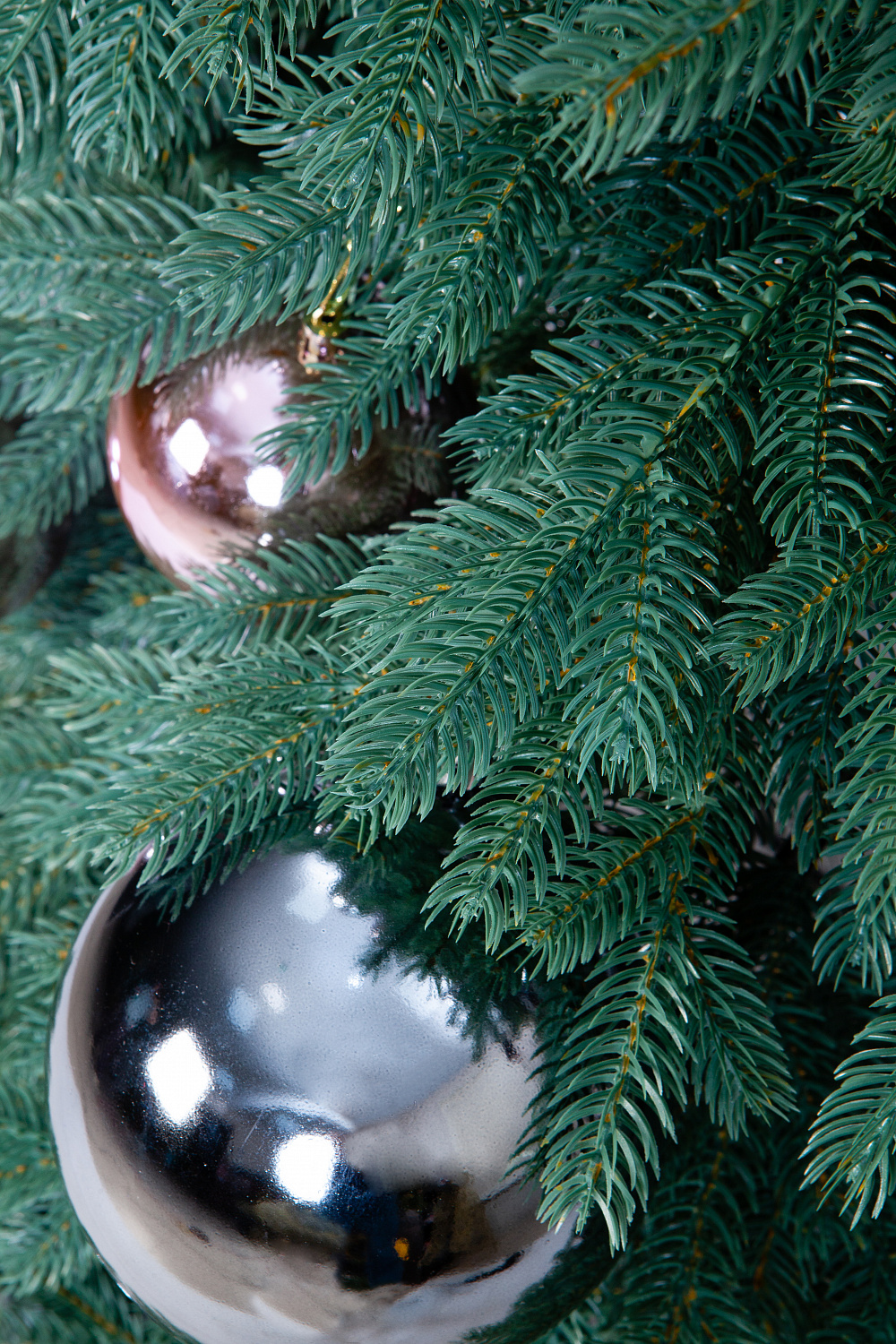 Ель ЭМИЛИ серо-голубая