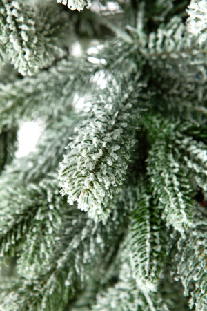 Ель АНДОРРА в снегу