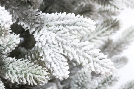 Николь Заснеженная