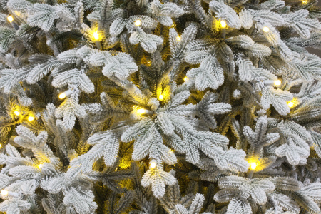 Ель Вега с освещением заснеженная