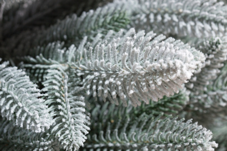 Тайя Заснеженная на Ножке