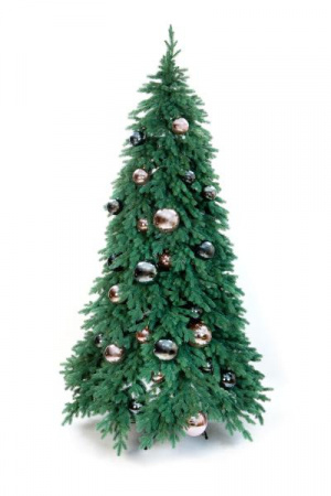 Ель ЭМИЛИ серо-голубая