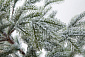 Ель БОЛЬЕРИ в снегу 150 см.. Навигационное фото 2