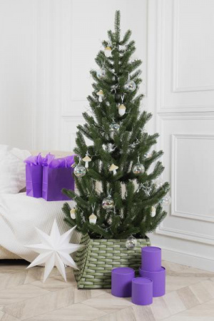 Ель ЛУКОМОРЬЕ