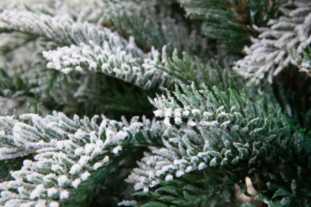 Ель ГАРДА заснеженная_УЦЕНКА